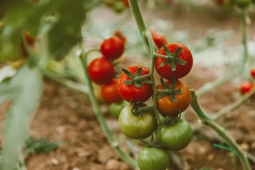 Gemüsegarten Tipps