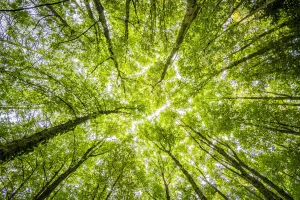 Achtsamkeit Natur: Wie man sie draußen perfekt praktiziert