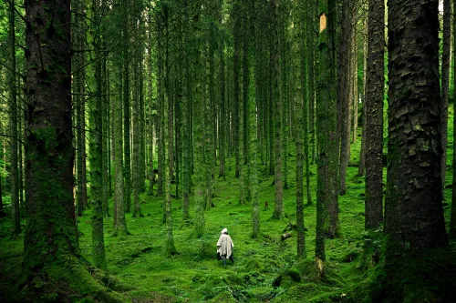 Person, die in den Wald geht