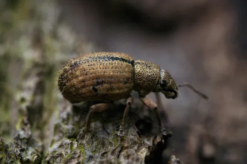 Häufige Fehler bei der Terrarienpflege