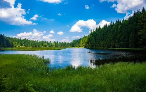 Person meditiert in einer Waldlandschaft