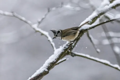 Vögel im Winter