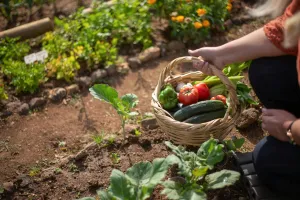 Gemüsegarten anlegen: Ein Leitfaden für Einsteiger