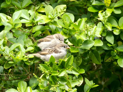 Paar genießt die Natur