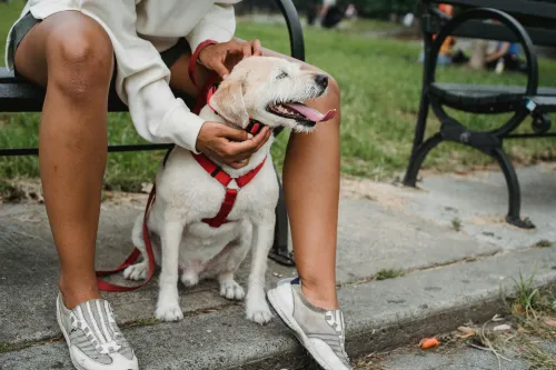 Frau entspannt mit ihrem Hund im Park