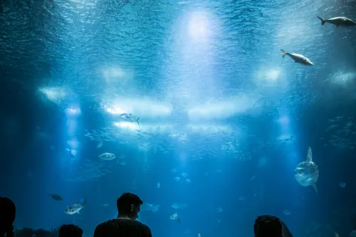 Aquarium-Ausstellung im Zoofachgeschäft