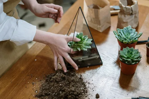 Terrarium einrichten