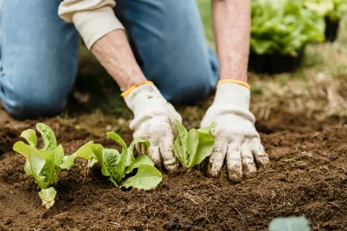 Person erntet Gemüse im Garten